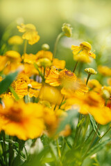 Obraz premium Bright yellow flowers bloom vibrantly in the summer sunlight