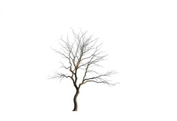 Obraz premium Lone deciduous tree, stark branches against bright white, flora, wood
