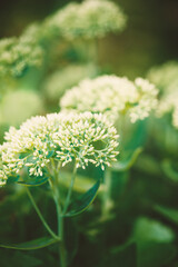 Fresh tender buds delicately bloom, creating a serene and minimal botanical display