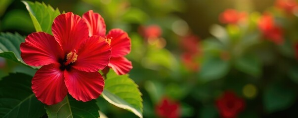 Large red hibiscus flowers blooming in a garden, flower garden, flowers