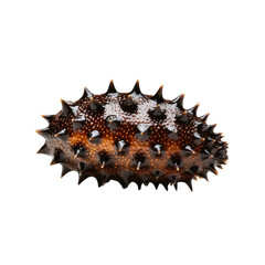 Unique spiny sea creature with textured shell