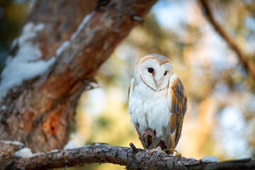 Barn owl spotted in pine branches