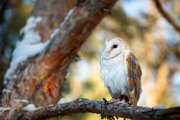 Barn owl spotted in pine branches