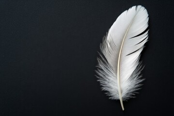 Single white feather on black surface