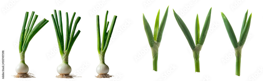 Poster the image features isolated green grass on a white background, with a visible texture and clipping