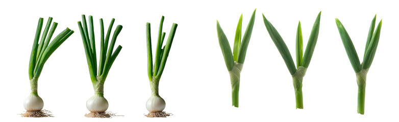 The image features isolated green grass on a white background, with a visible texture and clipping