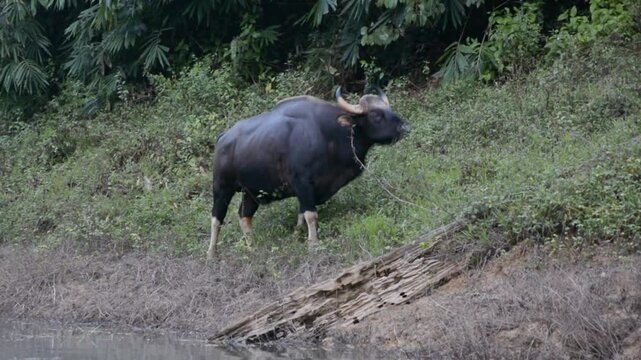 The wild gaur eating grass in the Cheow Lan Dam (Ratchaprapa Dam), Khao Sok National Park at Suratthani,Thailand