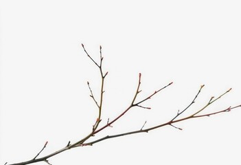 Fototapeta premium Delicate, bare branches isolated against a pure white backdrop, calm, bare