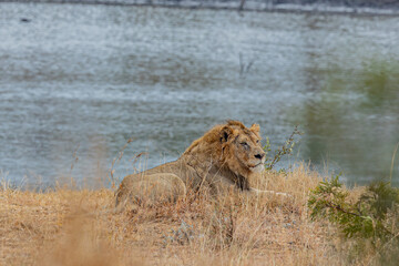 South African, Lion