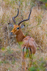 South Africa, Impala