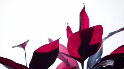 A photograph bathed in soft, gentle light uses rich burgundy and deep blue tones to depict lush tropical foliage set against a pure white background. The sophisticated and elegant image