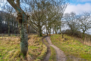 Winding Dirt Pathway Through Bare Winter Trees Under a Bright Blue Sky, Gals Cliffs, Denmark