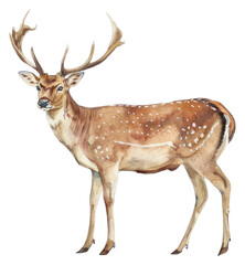Fototapeta premium PNG Majestic deer illustration, detailed watercolor