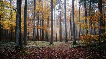 Fototapeta premium A Misty Autumn Forest Displaying Tall Trees And Fallen Leaves