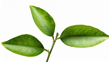 lemon branch isolated on white background with clipping path