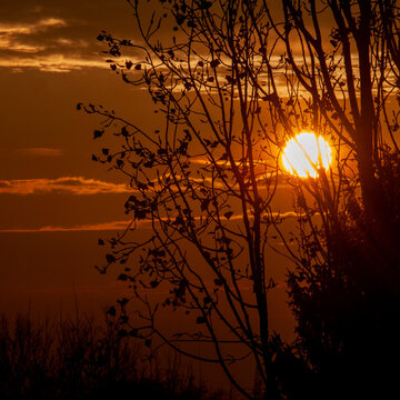 Sole che tramonta dietro agli alberi