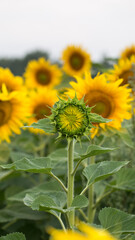 Obraz premium Sunflower close up, early morning in summer