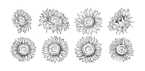 Hand drawn sunflower flower line art illustration for botanical floral design tattoo wedding invitations digital prints patterns and branding