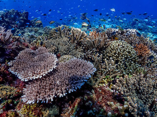 A thriving coral reef in Indonesia teeming with diverse marine life. Healthy coral formations create a stunning underwater landscape in clear blue water.