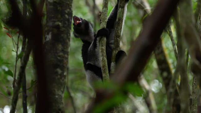 Madagascar tropic forest, indri lemur in the nature habitat. Andasibe Mantadia NP in Madagascar. Sifaka on the tree, dark tropic vegetation, black grey indri lemur.