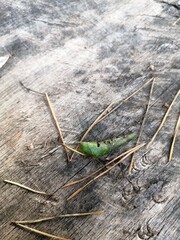 On an old darkened wooden board lies fallen pine needles (Pinus) and a leaf with the larva of the garden pest beetle Byctiscus betulae.
