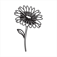 African Daisy – The Dazzling Beauty of Nature