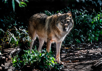 Eurasian wolf female. Latin name - Canis lupus	