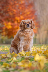 Cavalier King Charles Spaniel mixed breed dog, ruby colored, posing in a meadow covered with fallen...