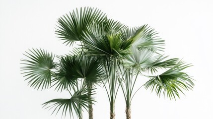 Tropical plants against a white backdrop; studio shot