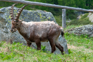 Stambecchi in montagna tra le rocce
