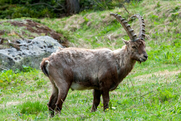 Stambecchi in montagna tra le rocce
