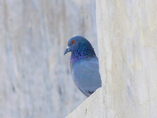 pigeon on a blue sky