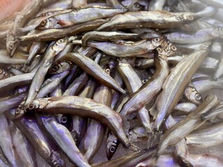 Multiple small young slender capelin, whole, with the head, chilled on shallow ice at the seafood market. An open shelf at the fish market. Close-up
