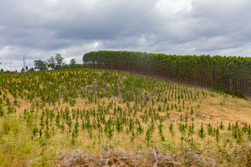 Fototapeta premium South Africa