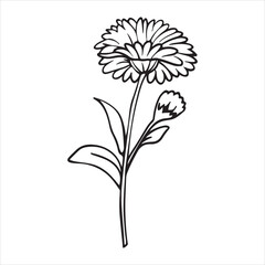 Ageratum Flowers – Soft Blooms for a Vibrant Garden