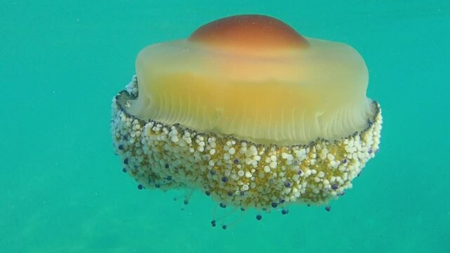 mediterranean jellyfish . jellyfish in Mediterranean, Yellow and orange Jellyfish dansing in the dark blue ocean water, Fried Egg Jellyfish, dancing jellyfish in the depths of the sea.