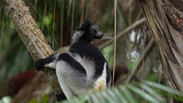 Madagascar tropic forest, indri lemur in the nature habitat. Andasibe Mantadia NP in Madagascar. Sifaka on the tree, dark tropic vegetation, black grey indri lemur.