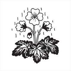 Alchemilla Flowers – Elegant Green Perennial Blooms