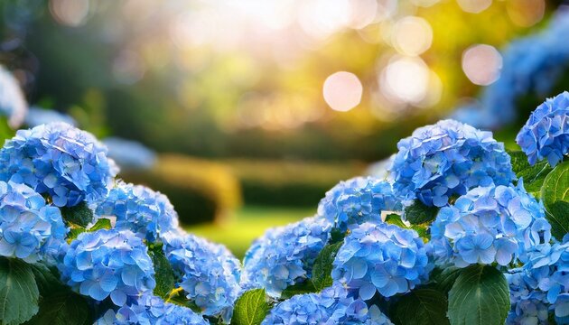 blue hydrangea flowers with blurred flower garden background