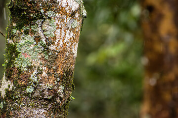 tree trunk