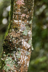 tree trunk