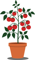 A vibrant tomato plant in a terracotta pot showcasing ripe red tomatoes, flat design style, ideal for gardening enthusiasts, vector illustration