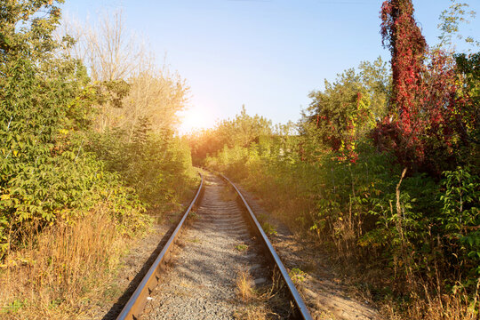 Old railway tracks against the background of overgrown bushes.