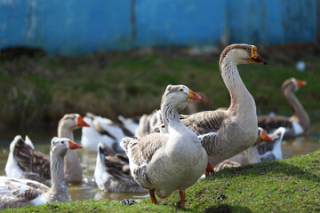 A group of domestic geese emerges from the water of an artificial pond.