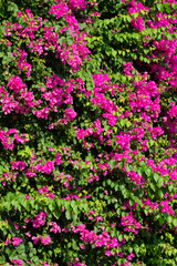Background from a bush of bougainvillea blooming vertically.