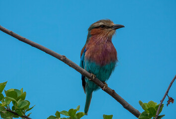 Adult Lilac-breasted roller (Coracias caudatus). 