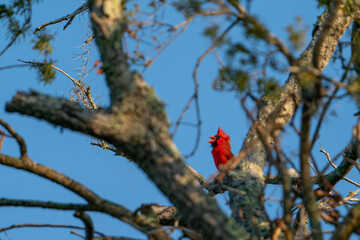 Male Northern Cardinal perched at the top of a tree.