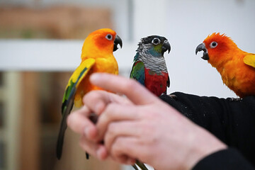 Parrots Aratingas quarreling with parrots Pyrrhura floss sitting in the man's arms