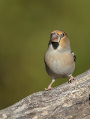 The hawfinch - female in winter at a wet forest