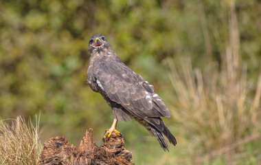 Common Buzzard in autumn at a wet forest
